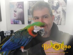 birdolino-parro-tshelter-1.jpg
