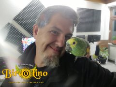 birdolino-parro-tshelter-11.jpg