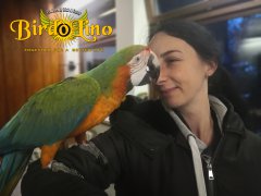 birdolino-parro-tshelter-12.jpg