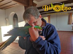 birdolino-parro-tshelter-13.jpg