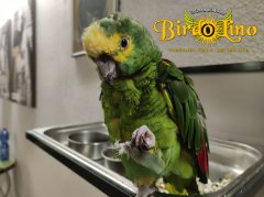 birdolino-parro-tshelter-14.jpg