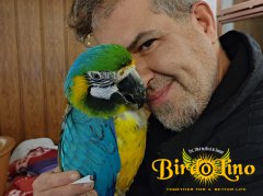 birdolino-parro-tshelter-15.jpg