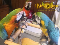 birdolino-parro-tshelter-3.jpg