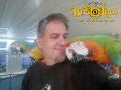 birdolino-parro-tshelter-4.jpg