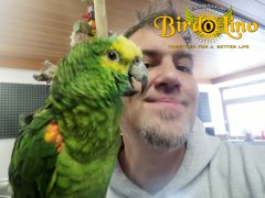 birdolino-parro-tshelter-5.jpg