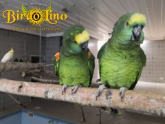 birdolino-parro-tshelter-8.jpg